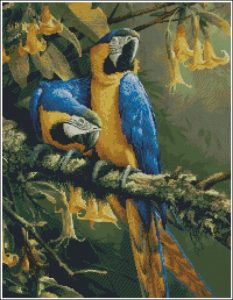 Blue Gold Macaws