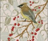 Cedar Waxwing in Winter Hawthorn Cedar Waxwing in Winter Hawthorn