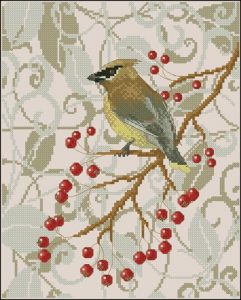 Cedar Waxwing in Winter Hawthorn