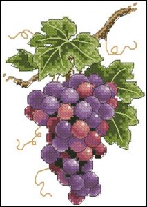 Grapes on Vine Grapes on Vine