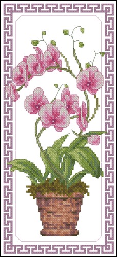 Phalaenopsis Orchid in Pot