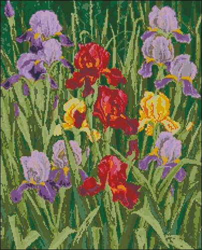Garden Irises