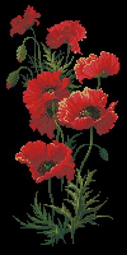 Red poppy flowers on black