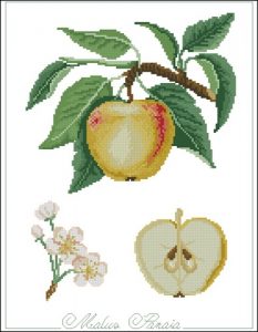 Malus panaia Malus panaia