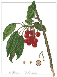 Prunus avium - черешня Prunus avium - черешня