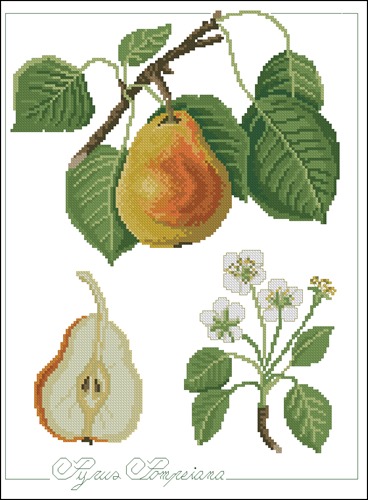 Pear