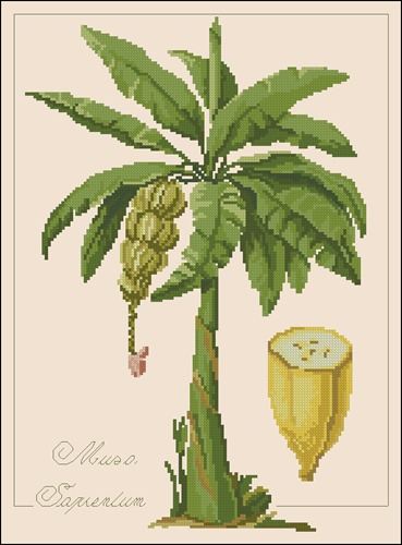 Musa Sapienyum