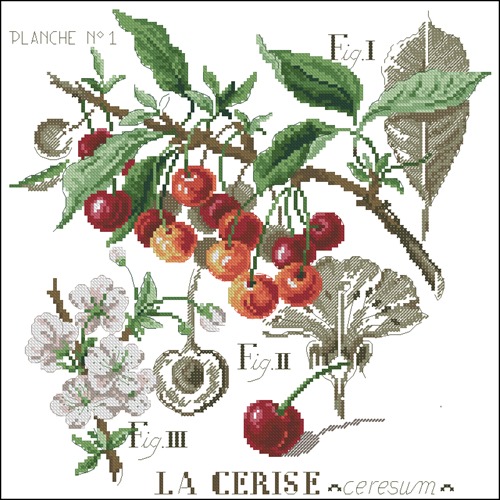 Etude aux cerises