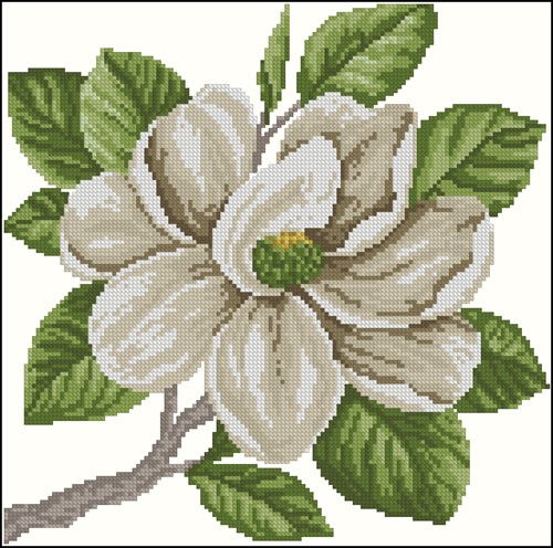 Magnolia