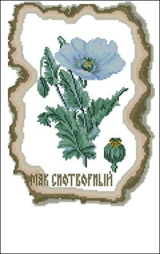 Opium Poppy