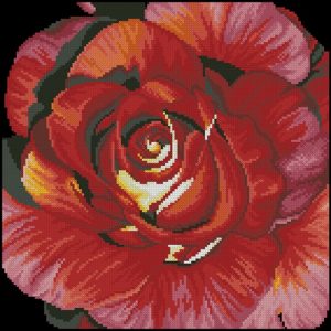 Spanish rose Spanish rose