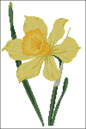 Large Yellow Daffodil
