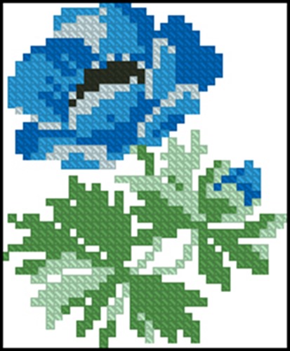 Blue Anemone