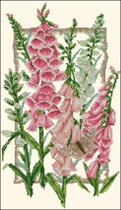 Flowering Foxgloves Flowering Foxgloves