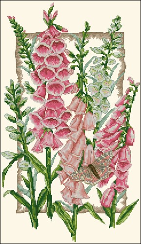 Flowering Foxgloves
