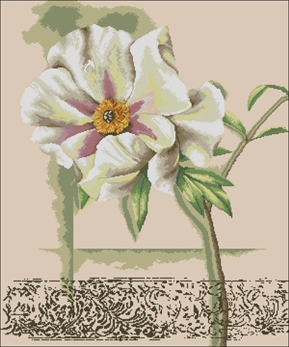 White Peony Blossom
