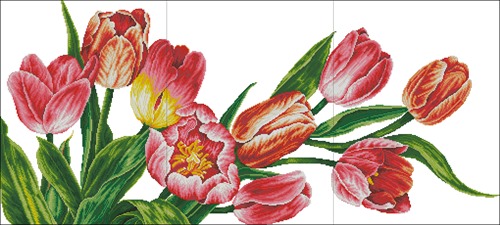 TULIP