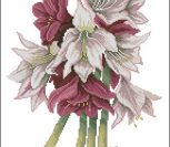 35146 Amaryllis - MB 35146 Amaryllis - MB
