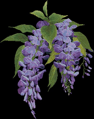 Wisteria Blossoms