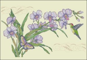 Orchids & Hummingbird Orchids & Hummingbird