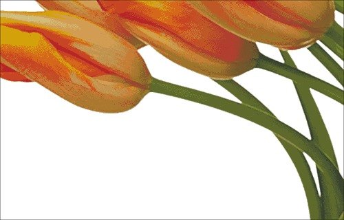 Orange Tulip Bouquet