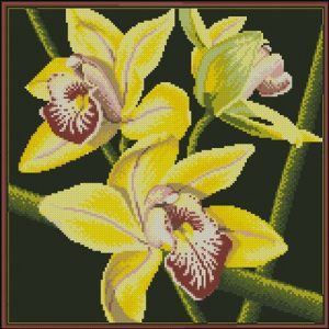 Beautiful yellow orchids spring nature frame Beautiful yellow orchids spring nature frame