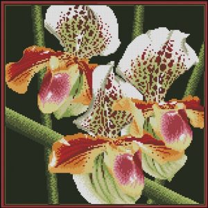 Speckled Orchid Blooms Speckled Orchid Blooms