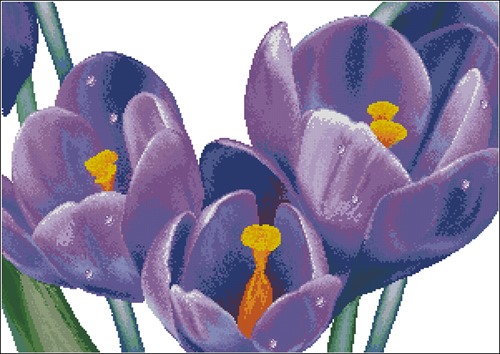 Crocuses