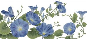Blue Morning Glory Border Blue Morning Glory Border