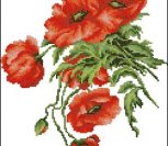 Красный Мак Красный Мак