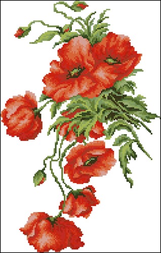 Cascading Poppy Blooms