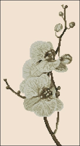 Orhidee