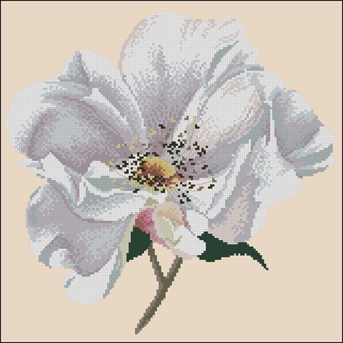 Wild Rose
