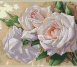 White Roses White Roses
