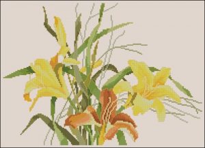 Daylily Trio Daylily Trio