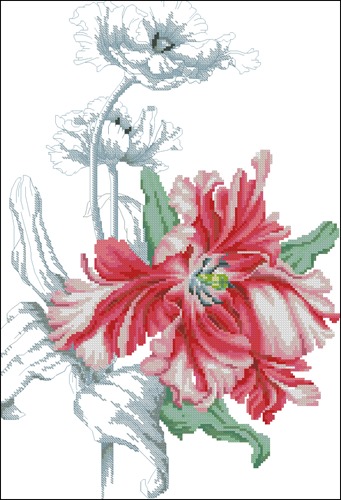 Red Tulip