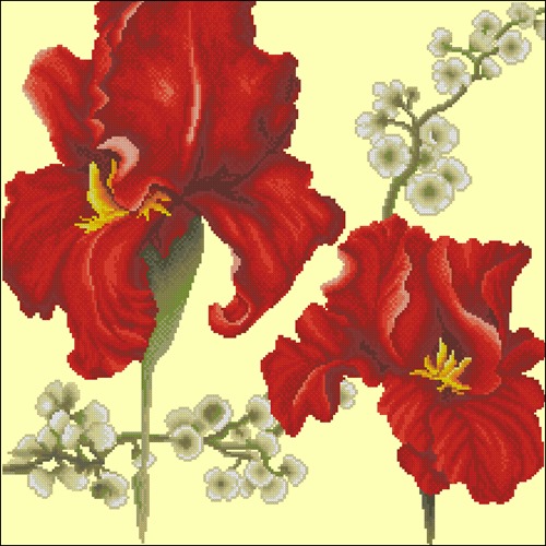 Красные ирисы