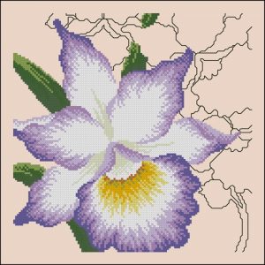 Exotic Orchid Exotic Orchid
