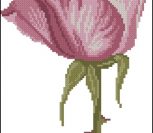 FlowersFleurs Rosa FlowersFleurs Rosa