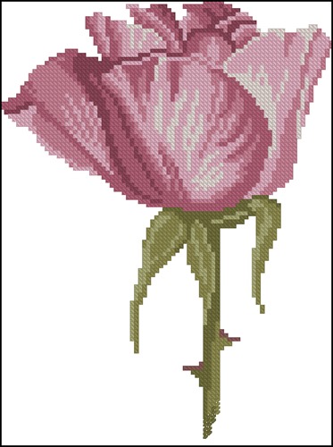 FlowersFleurs Rosa