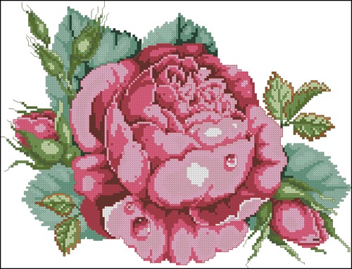 The Ultimate Rose