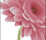 Clouse-up Pink Flower Clouse-up Pink Flower