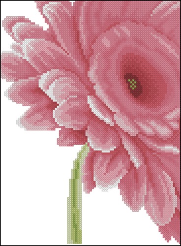 Clouse-up Pink Flower