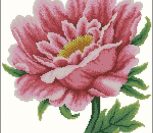 Pink flower Pink flower