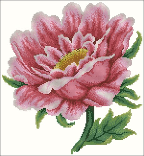 Blooming Pink Peony