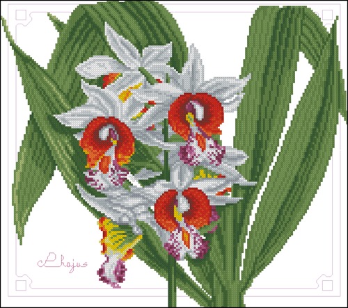 LE-17K Phajus Orchid