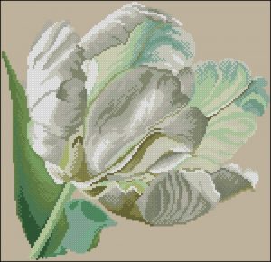 White Tulip White Tulip