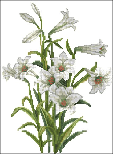 White Lily