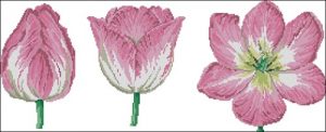 Trio of Pink Tulip Trio of Pink Tulip