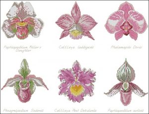 Six Orchid Varieties Collection Six Orchid Varieties Collection